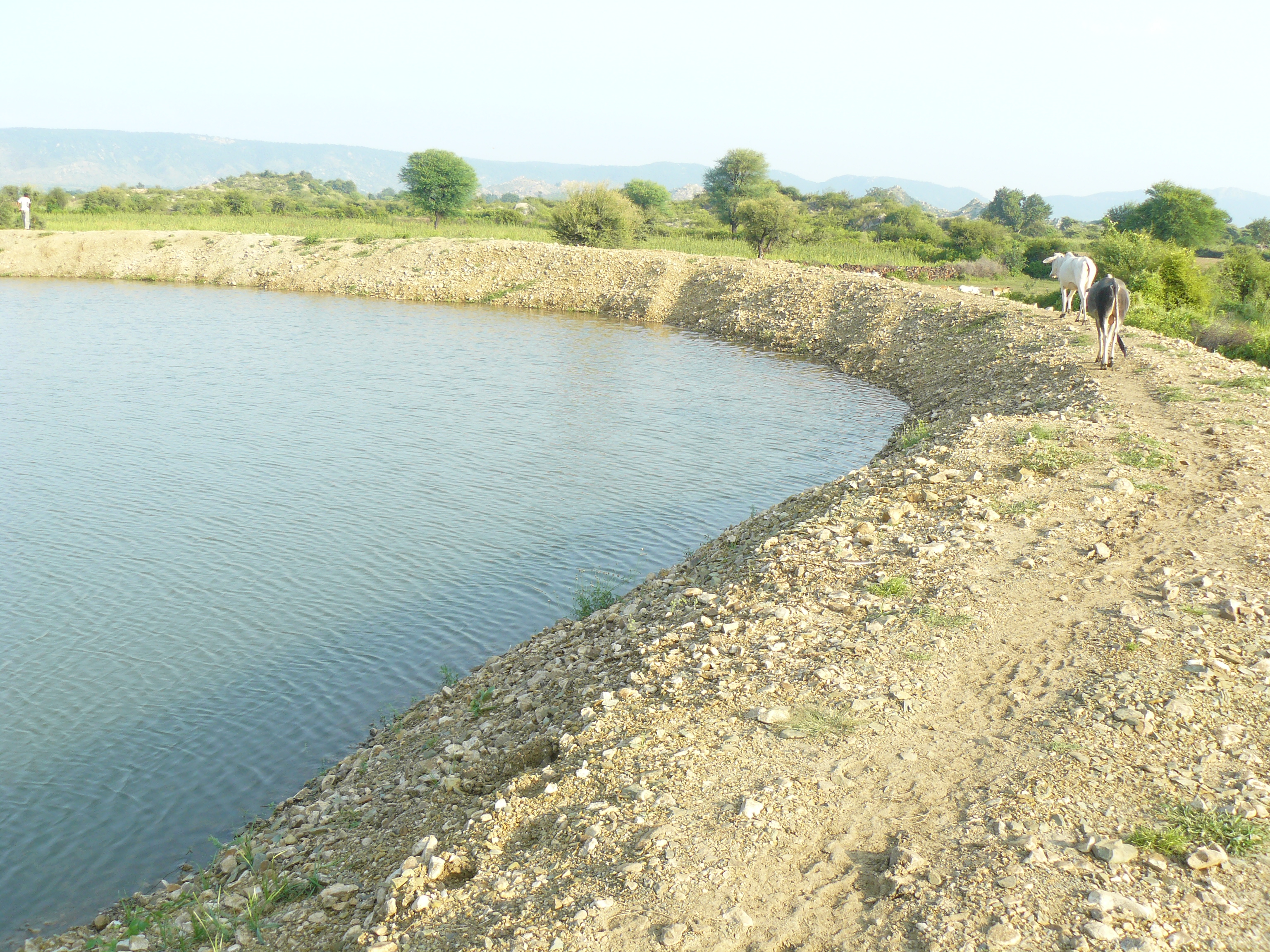 Johad in Nanduwali rivershed area (Source: Shree Padre)