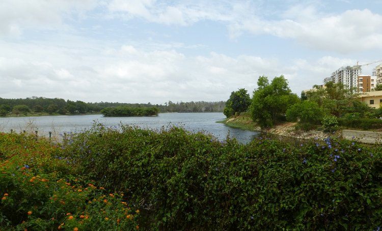 The restored Kaikondrahalli lake in Bangalore. Image: Sabita Kaushal, India Water Portal