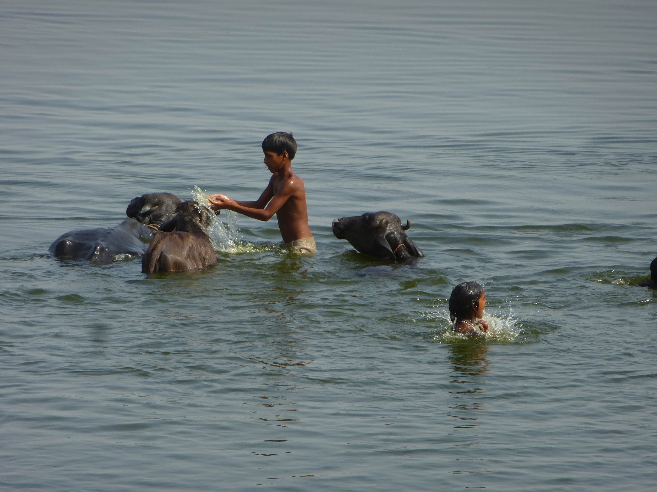 Not just farming, but also livestock rearing needs access to a healthy river