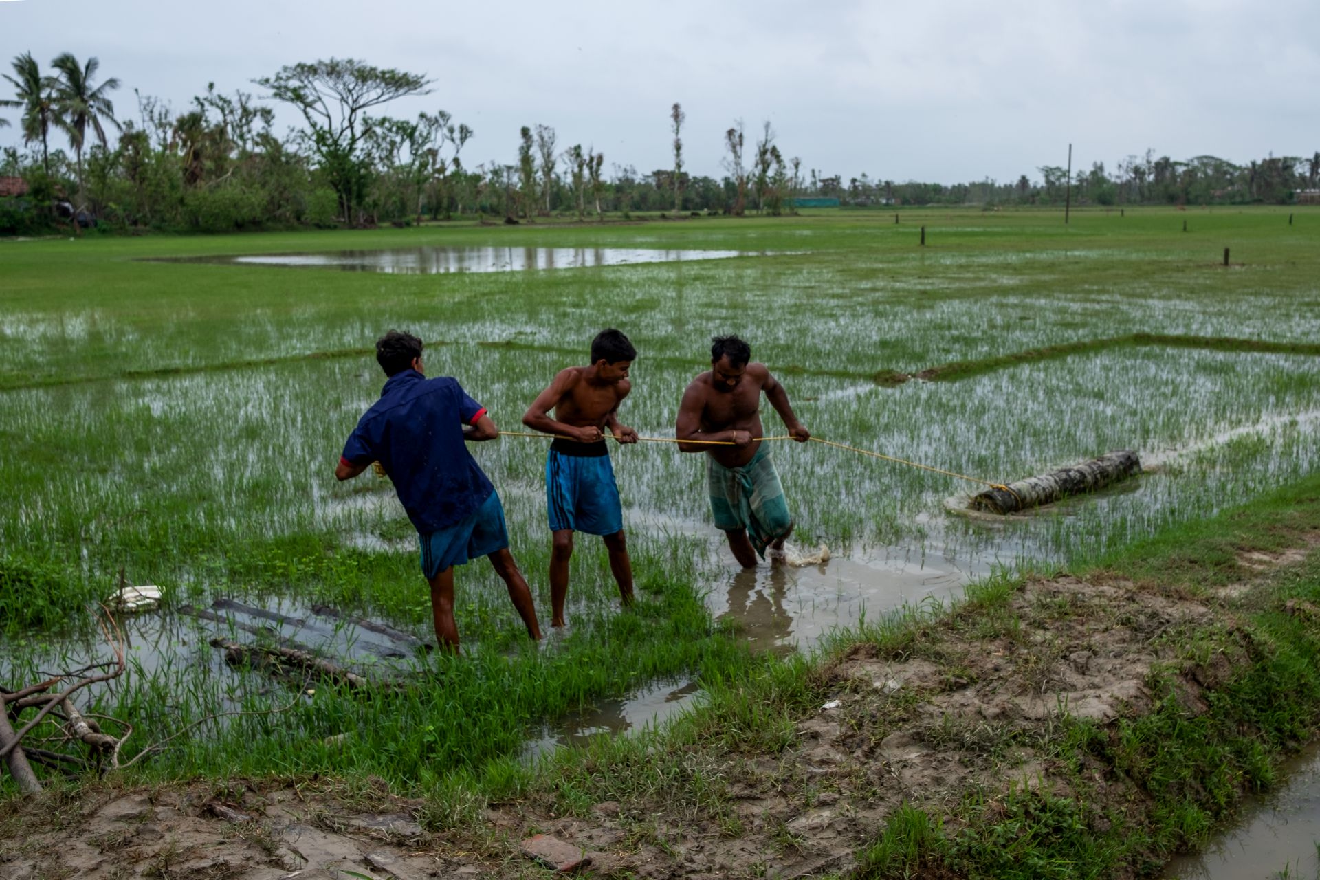 Local farmers trying to drag out logs of wood of the trees that had been uprooted due to the cyclone and now lie strewn about in their farms. (Image: WaterAid/ Subhrajit Sen)