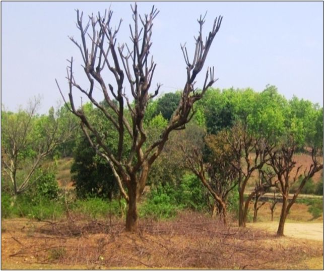 Lac host trees in the area