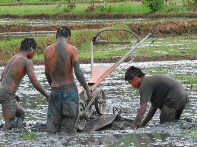 The tractor practically sinks if the boys don’t hold it up. This piece of land has the issue of too much ground water