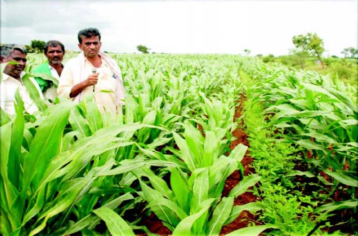 maize with redgram