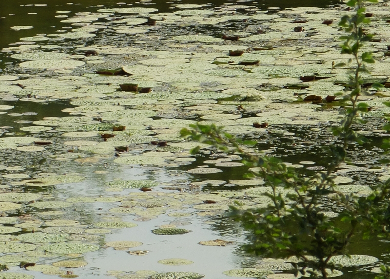 The cultivation of  Makhana, extensively promoted as a lucrative means of livelihood for small farmers, is reducing access to ponds.