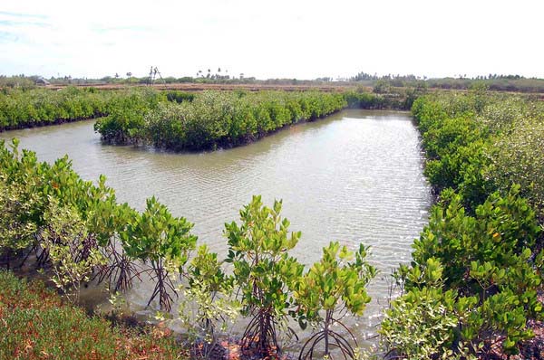 Mangrove1