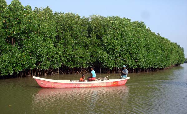 Mangrove2