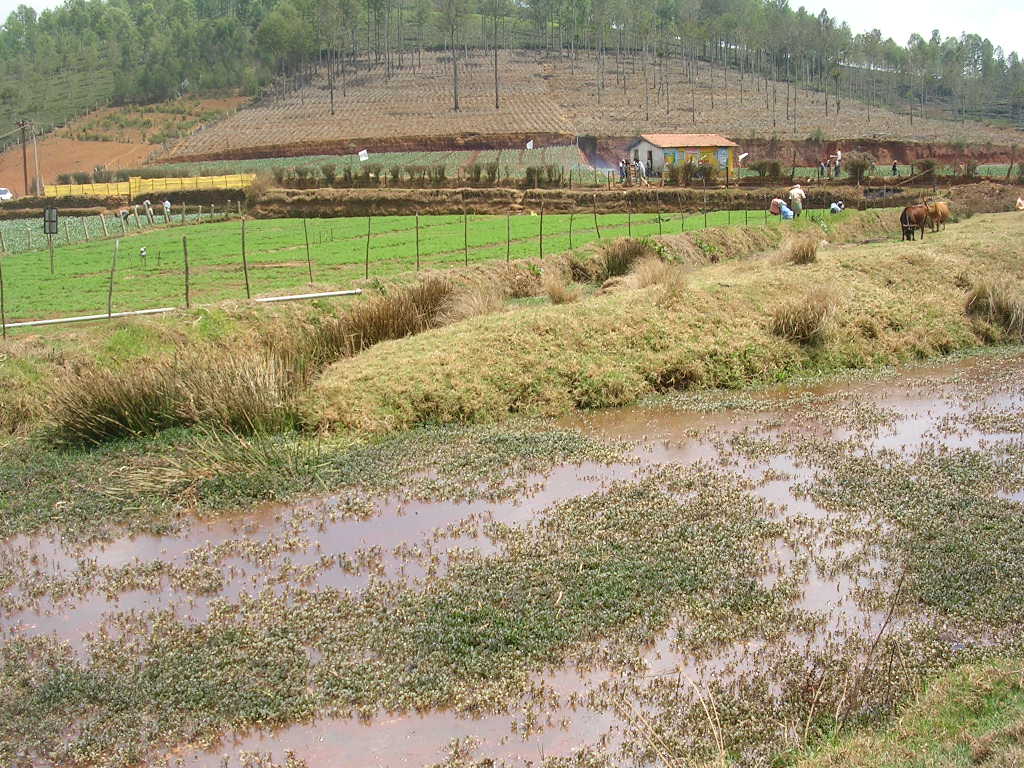 A wetland today