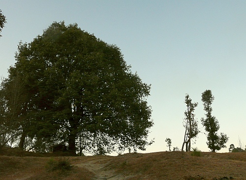 An oak with a full canopy next to two heavily-lopped ones