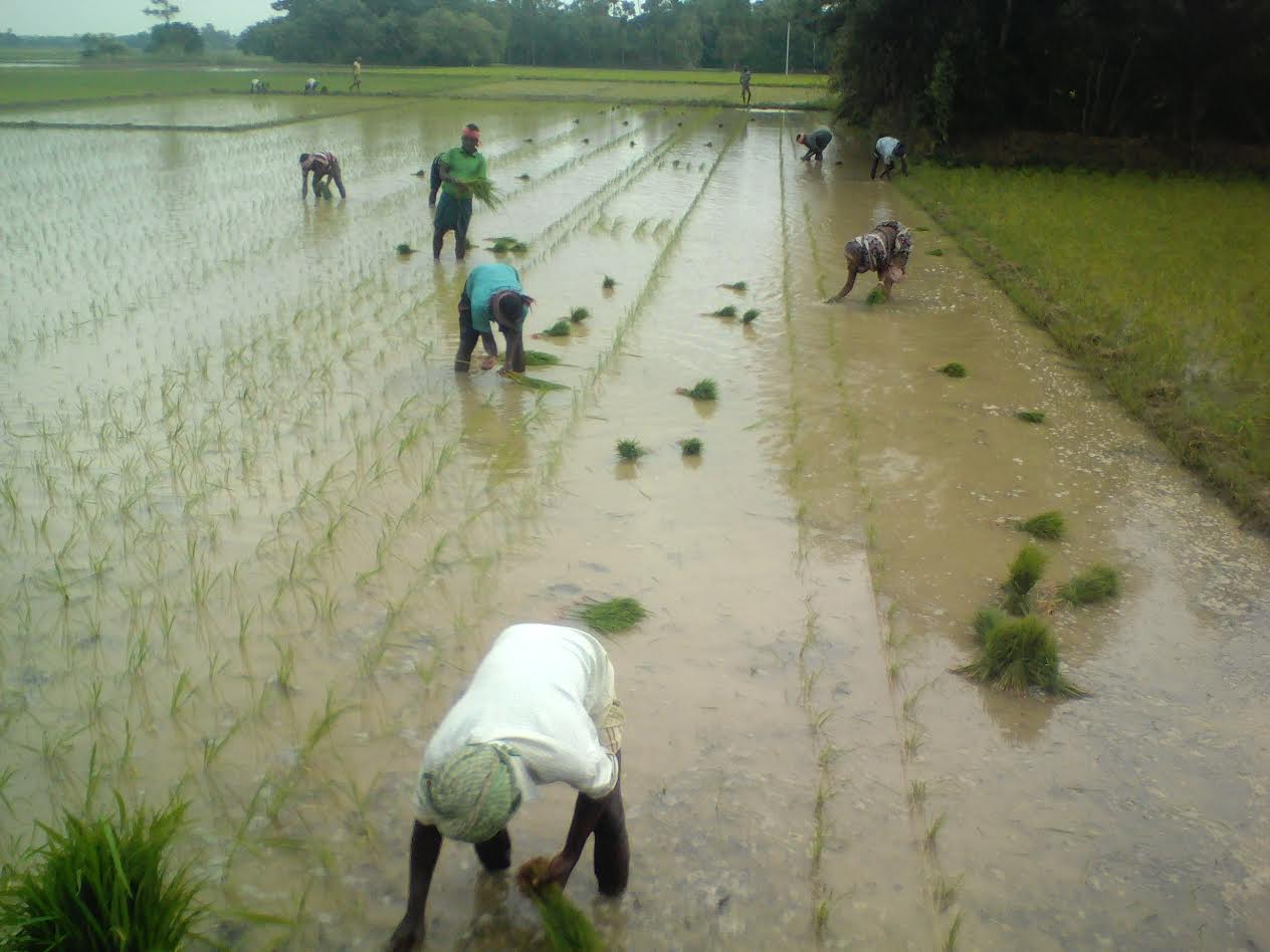 Farmers plant seedling.