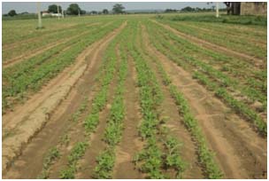 Row planting in pigeon pea in Nidhan village; Image: Y P Singh