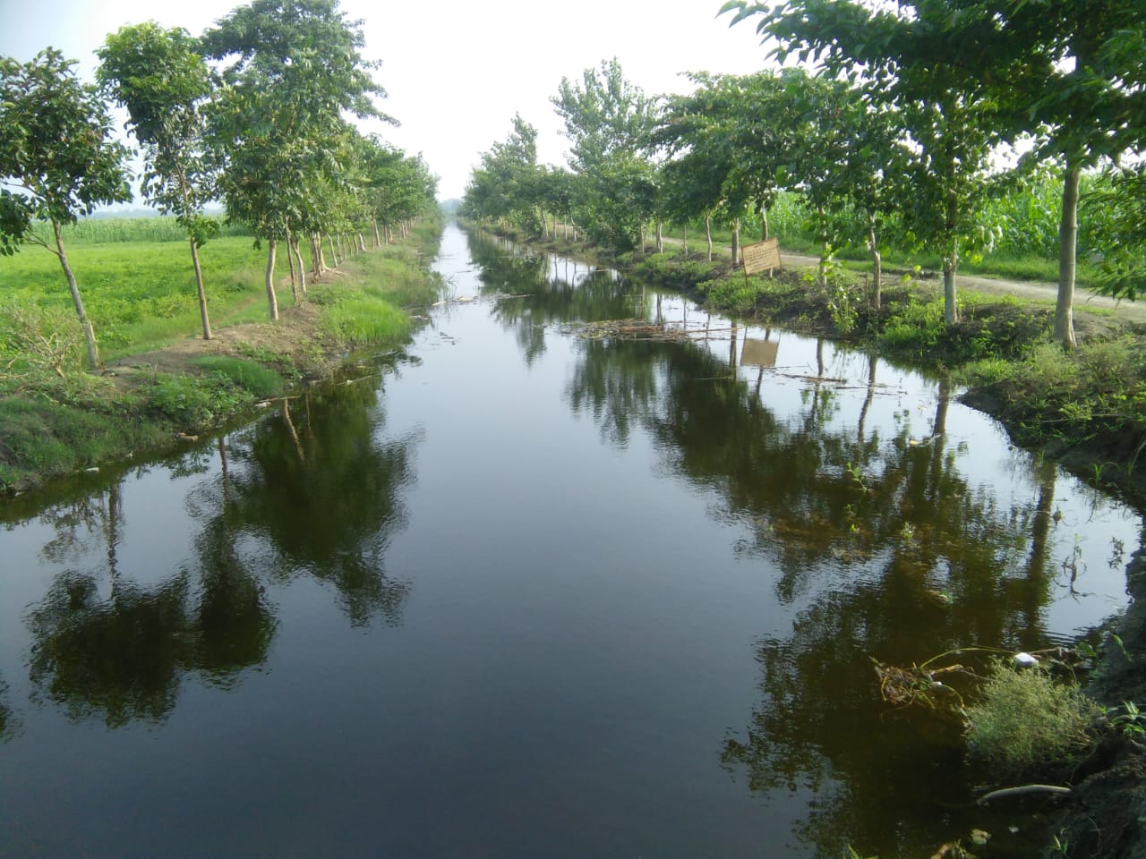 A look at the tree plantation taken up to prevent erosion