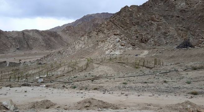 Slowly the ice stupa gives its own life to the 5,000 trees (Source: The Ice Stupa project)