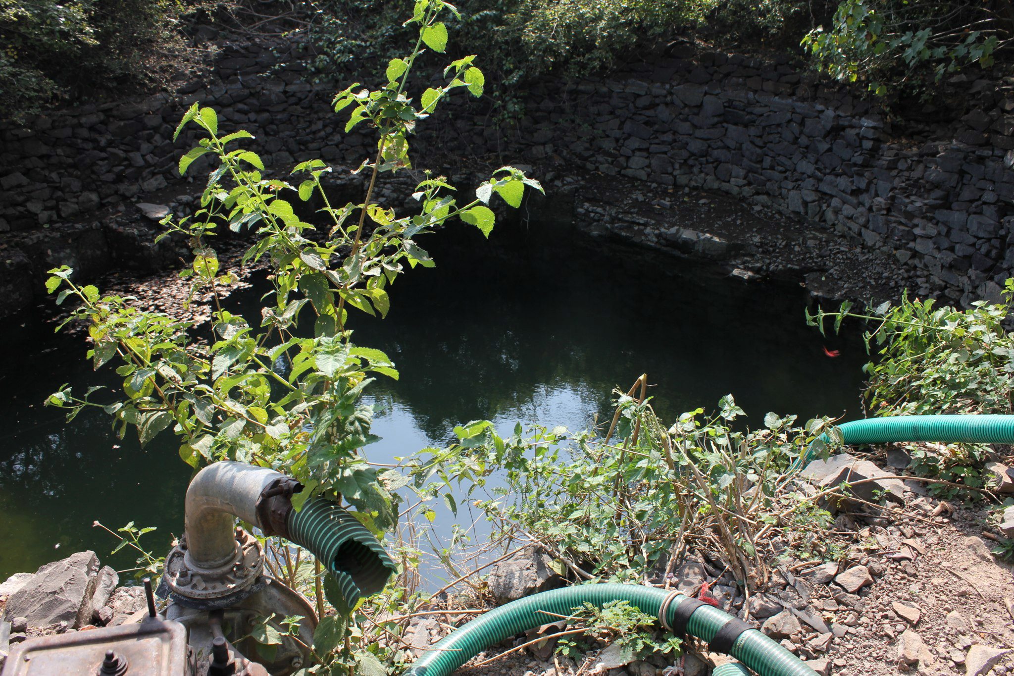 Pumped water from well