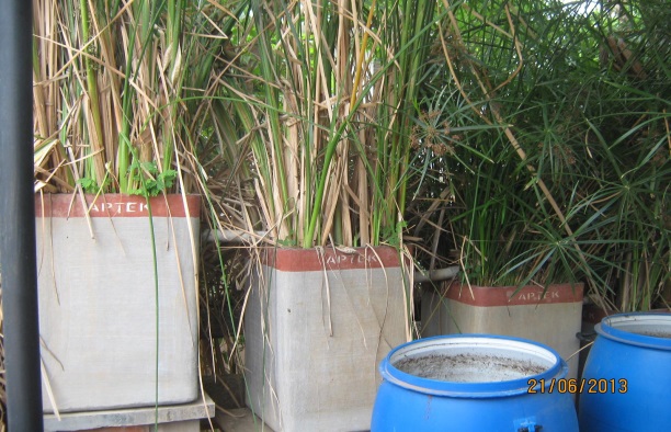 Plants filtering grey water