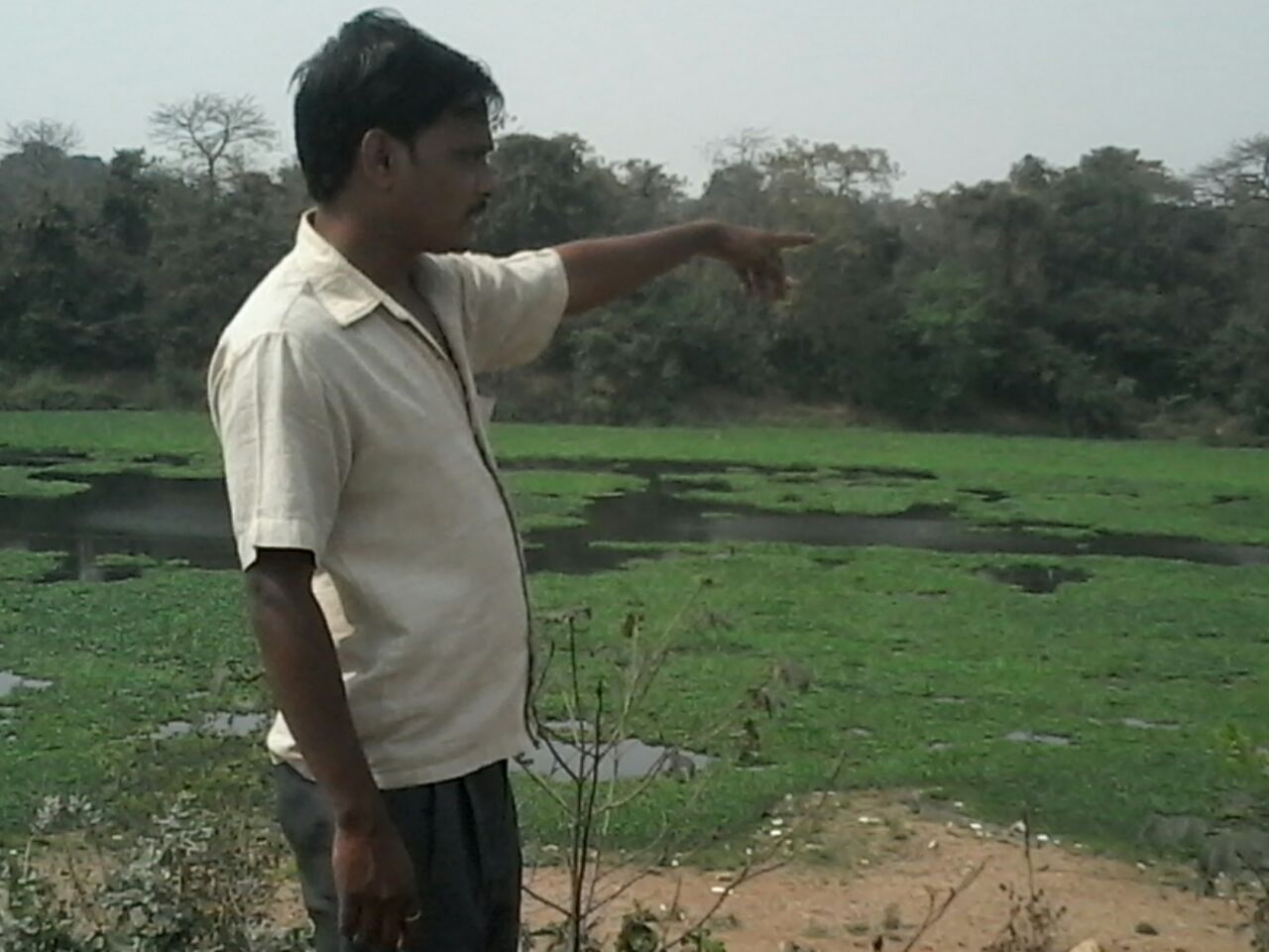 Water hyacinth at Domuhani, the confluence of Subarnarekha and Kharkai