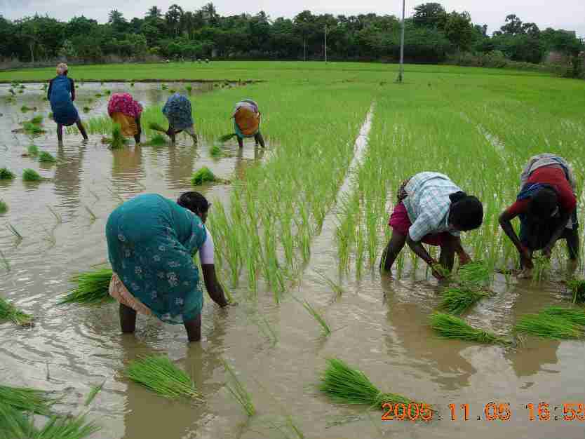 Revival of Saline Lands