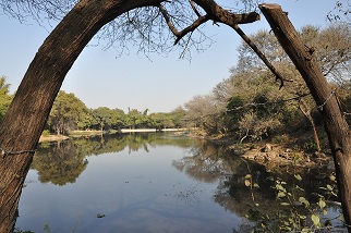 Sanjay Van_Check Dam