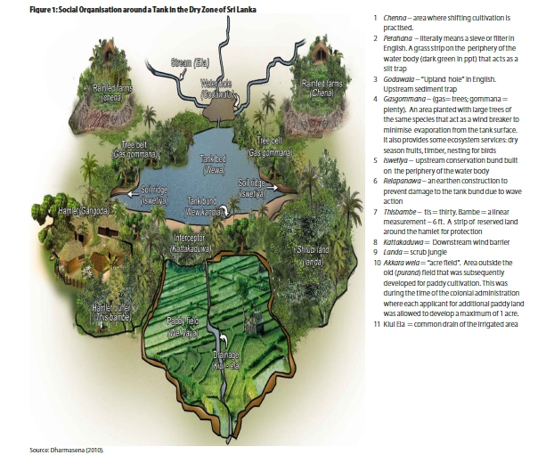 Schematic illustration of the social organization around a tank in Sri Lanka's dry zone