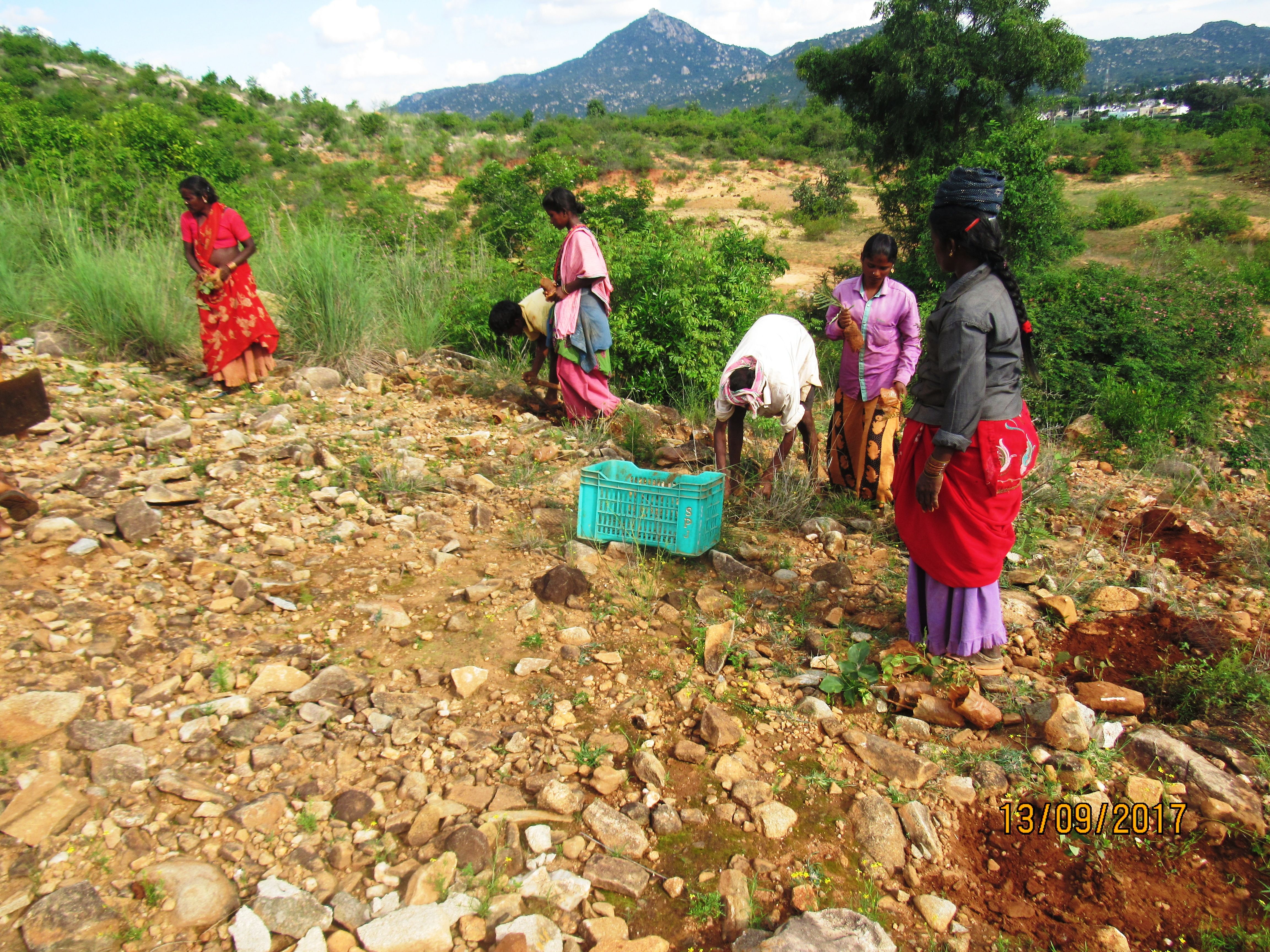 Seed dibbling in common land (Image: Foundation for Ecological Security)