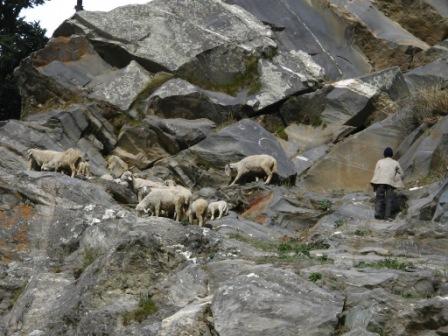 One of the few still practicing this profession in Bagori in the Bhagirathi valley. Very few people of the present generation are interested becoming shepherds