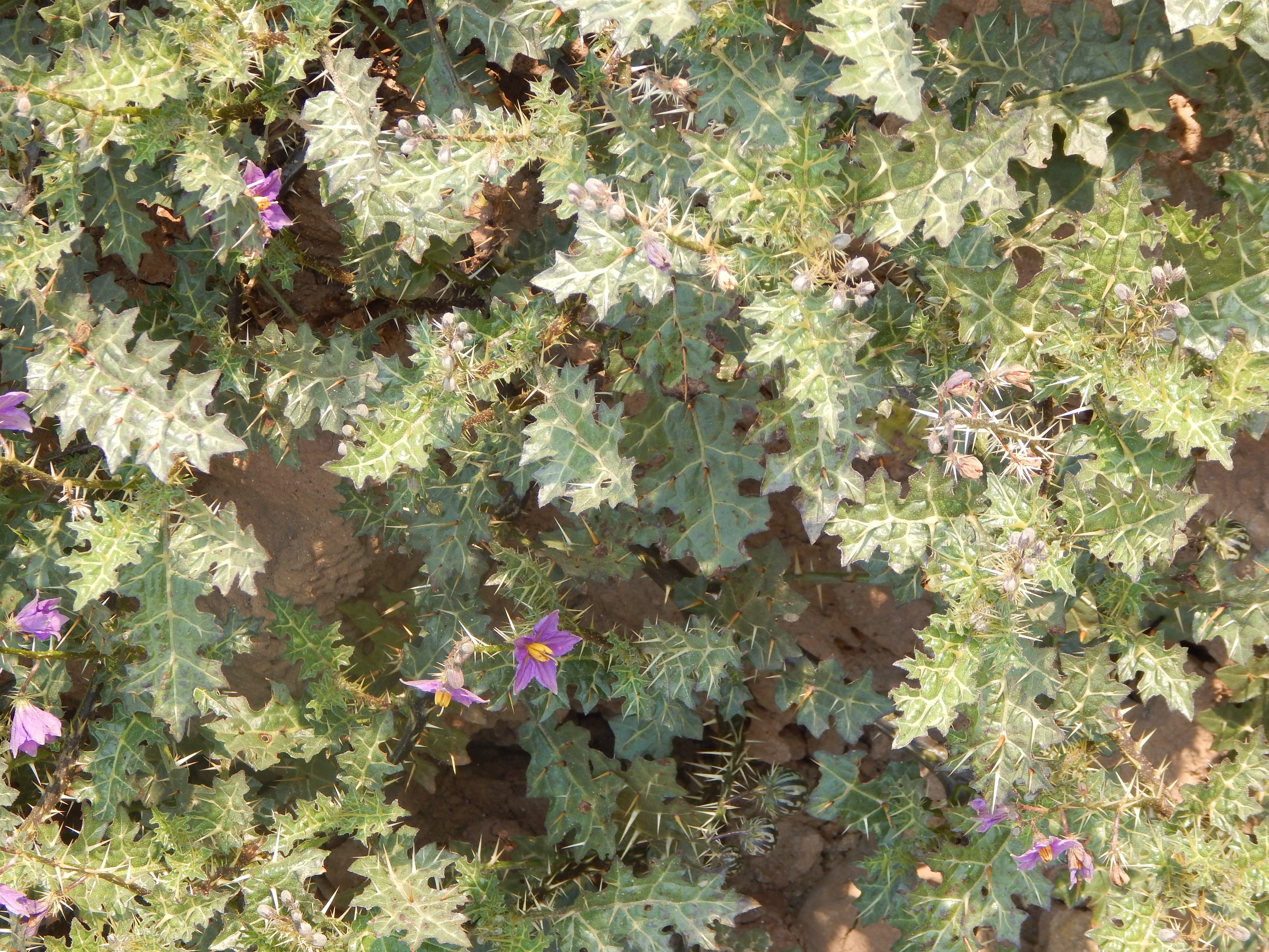 Kandankathiri or the yellow-fruit nightshade is used in various Ayurvedic preparations. (Picture courtesy: Care Earth Trust)