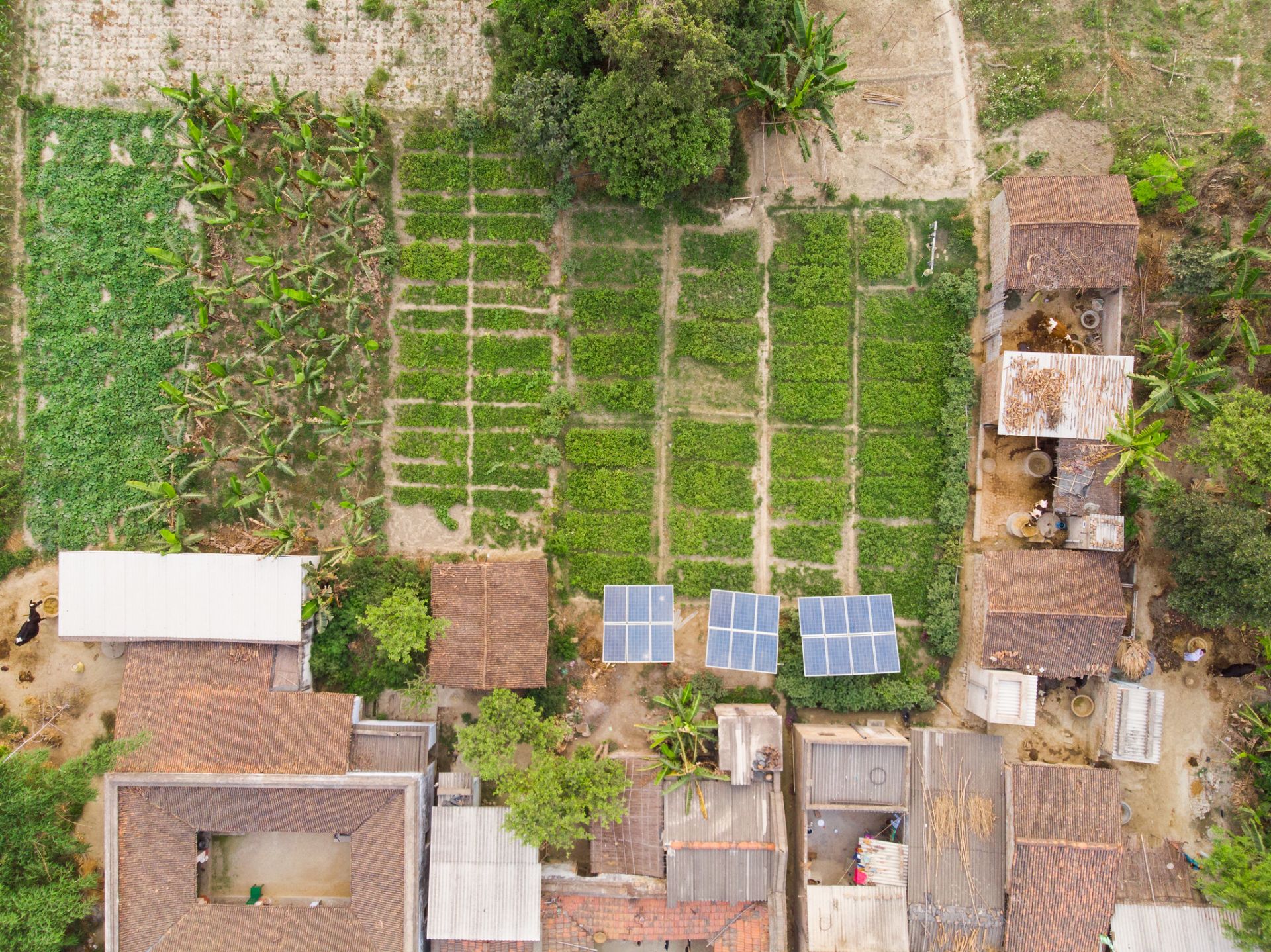 In Chakhaji village of Samastipur, District of Bihar, India, IWMI, CCAFS and AKRSP-I (Aga Khan Rural Support Program, India) have supported seven solar irrigation entrepreneurs to install 5 kWp solar pumps along with a network of buried water distribution pipes. (Image:IWMI Flickr Photos)