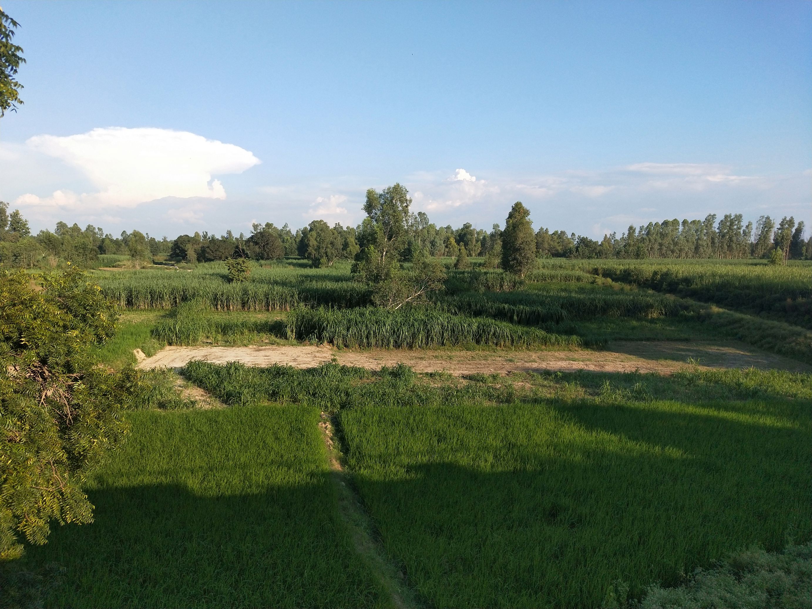 The Sooth river in Amroha is entirely dried now and has caused decline in groundwater level in the area (Image: Adeel Khan and Praharsh Patel)