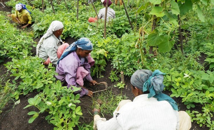 Women at work on a farm. (Source: India Water Portal)