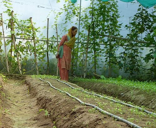 Woman inspecting plants in her greenhouse