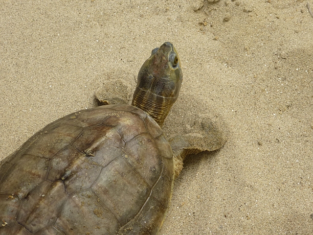 One of the four species of turtles to be found along the Ganga