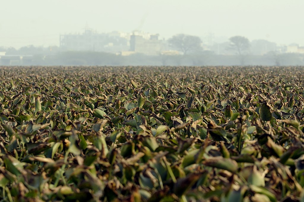 A view of the Basai wetland with aquatic vegetation. Seen in the backdrop are the urbanising areas. (Image: T R Shankar Raman, Wikimedia Commons CC BY-SA 3.0)