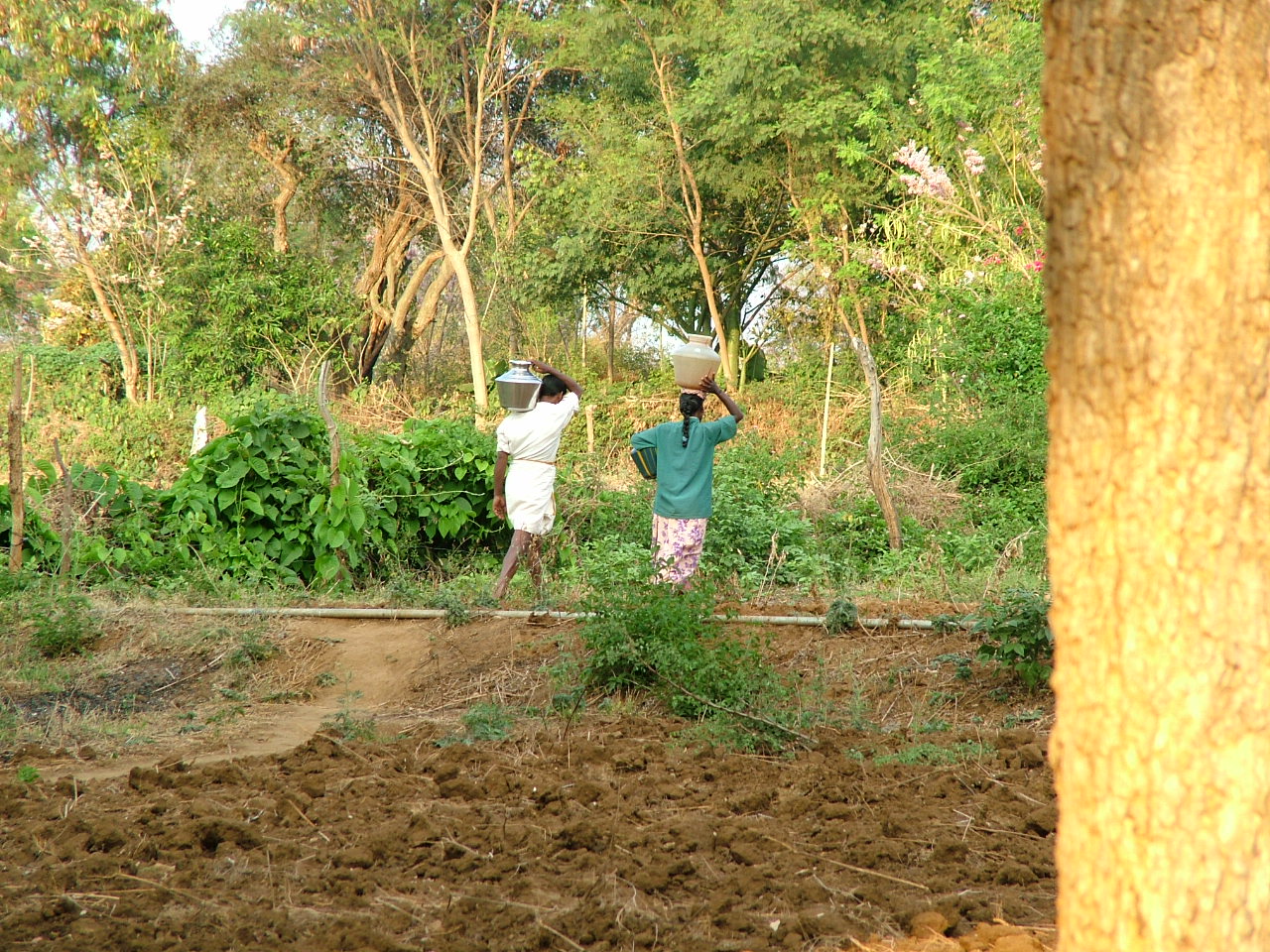 Villagers carrying water in pots