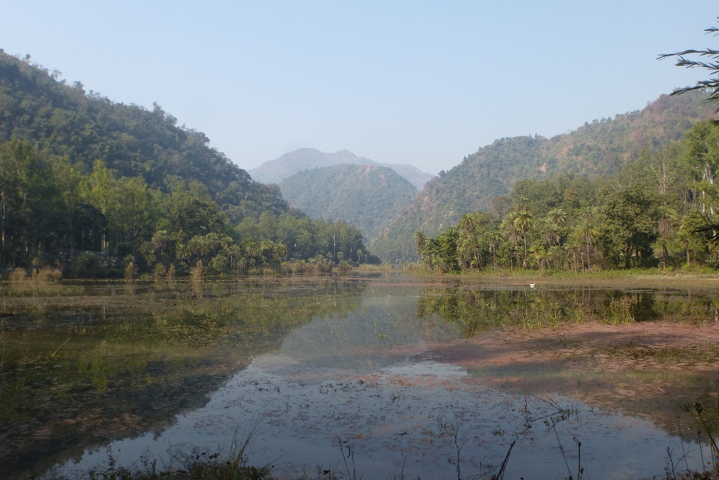 The western end of the lake is a healthy wetland, playing host to several species of flora and fauna.