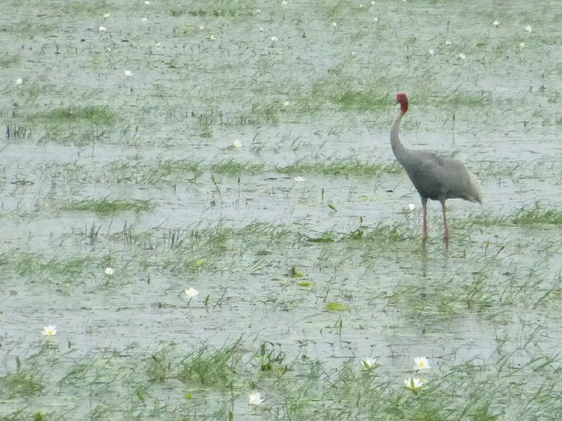 A Sarus crane stands in a lotus-covered wetland.