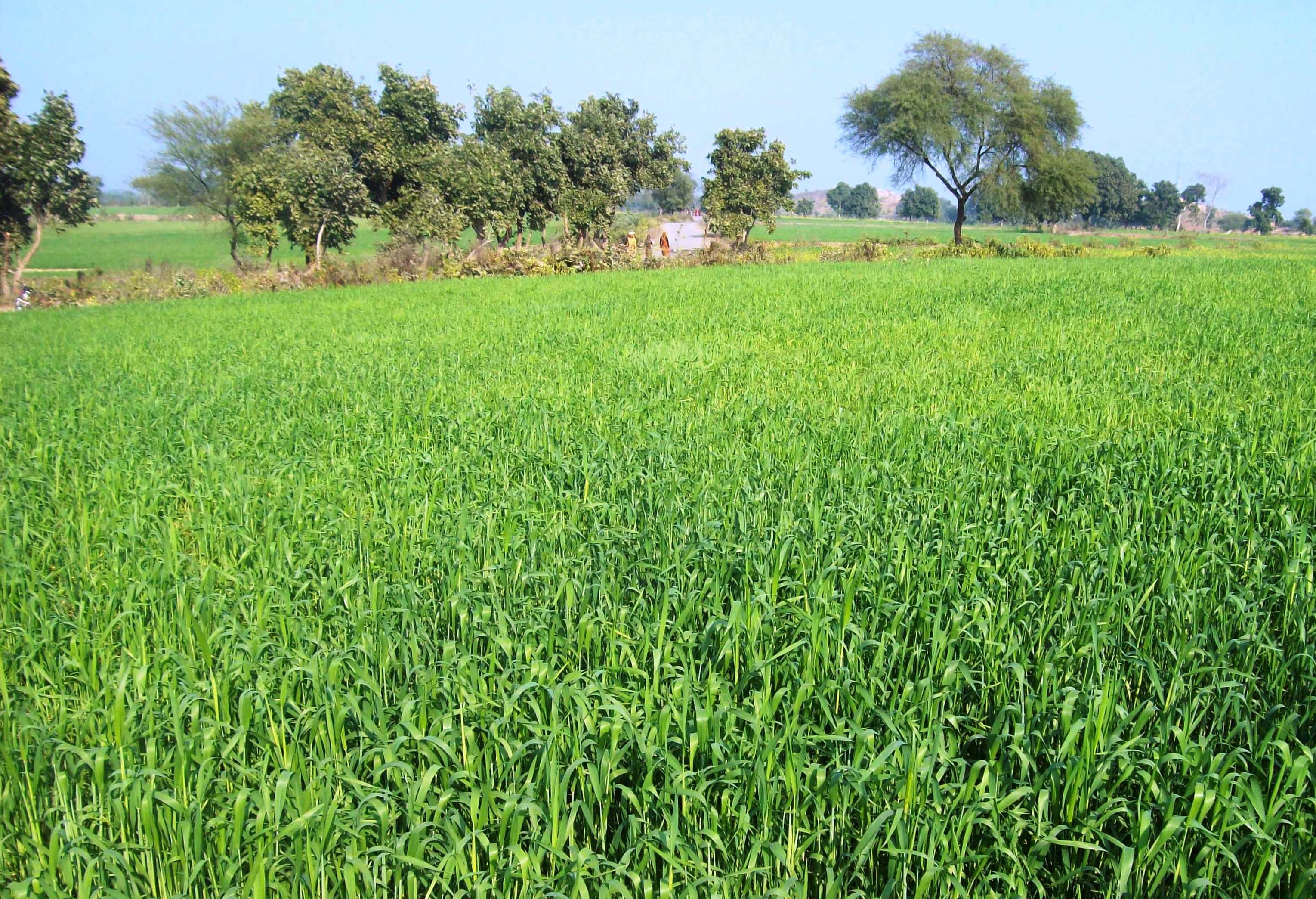 The yield of wheat crop is likely to reduce due to climate change in Bundelkhand. Adaptation to climate change is very necessary as a result.