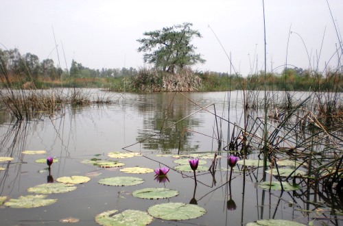 Yamuna Biodiversity Park