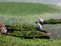 The survival of many fisher households living nearby is entirely dependent on Wular lake. (Image: Manju Rawat)