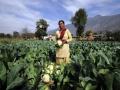 A farmer harvests the season's cauliflower crop near Kullu town, Himachal Pradesh (Image: Neil Palmer, CIAT; Wikimedia Commons)