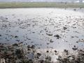 Poisoned waters of the Yamuna (Image Source: India Water Portal)