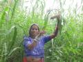 Smallholder farmers are pivotal to transforming the food systems (Image: Mahila Jagat Lihaaz Samiti)
