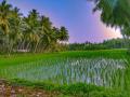 Sustainable agricultural practices lead to water saving, soil conservation, sustainable land management, conservation of natural resources, ecosystem and climate change benefits. (Image: Maheshwara, Pixahive)