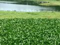 Pashan lake, threatened by urbanisation, doomed by restoration (Image Source: India Water Portal)