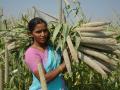 A pearl millet farmer with part of her harvest (Image: ICRISAT, CC BY-NC 2.0)