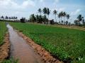 Peanut irrigation in India (Image Source: Seratobikiba via Wikimedia Commons)