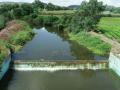 Farmers are assured of regular irrigation water, hence they have started cultivating ginger (Image: Sehgal Foundation)