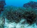 Mediterranean seagrass (Image: David Luquet, CNRS-Sorbonne University)