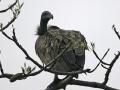 White-rumped vulture (Gyps bengalensis) (Image: Lip Kee, Flickr Commons)