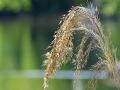 Rice has undergone an unprecedented rise in production and yield during the green revolution (Image: Wikimedia Commons)