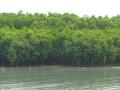 Mangroves in Sunderbans (Source: IWP Flickr Photos)