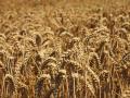 Greater adjustments to the annual cropping calendar are anticipated to increase wheat yield potential by an average of 0.84 t/ha (Image: Pixnio)